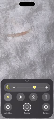 Case-bearing Clothes Moth larva