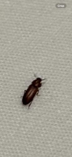 Sawtoothed Grain Beetle