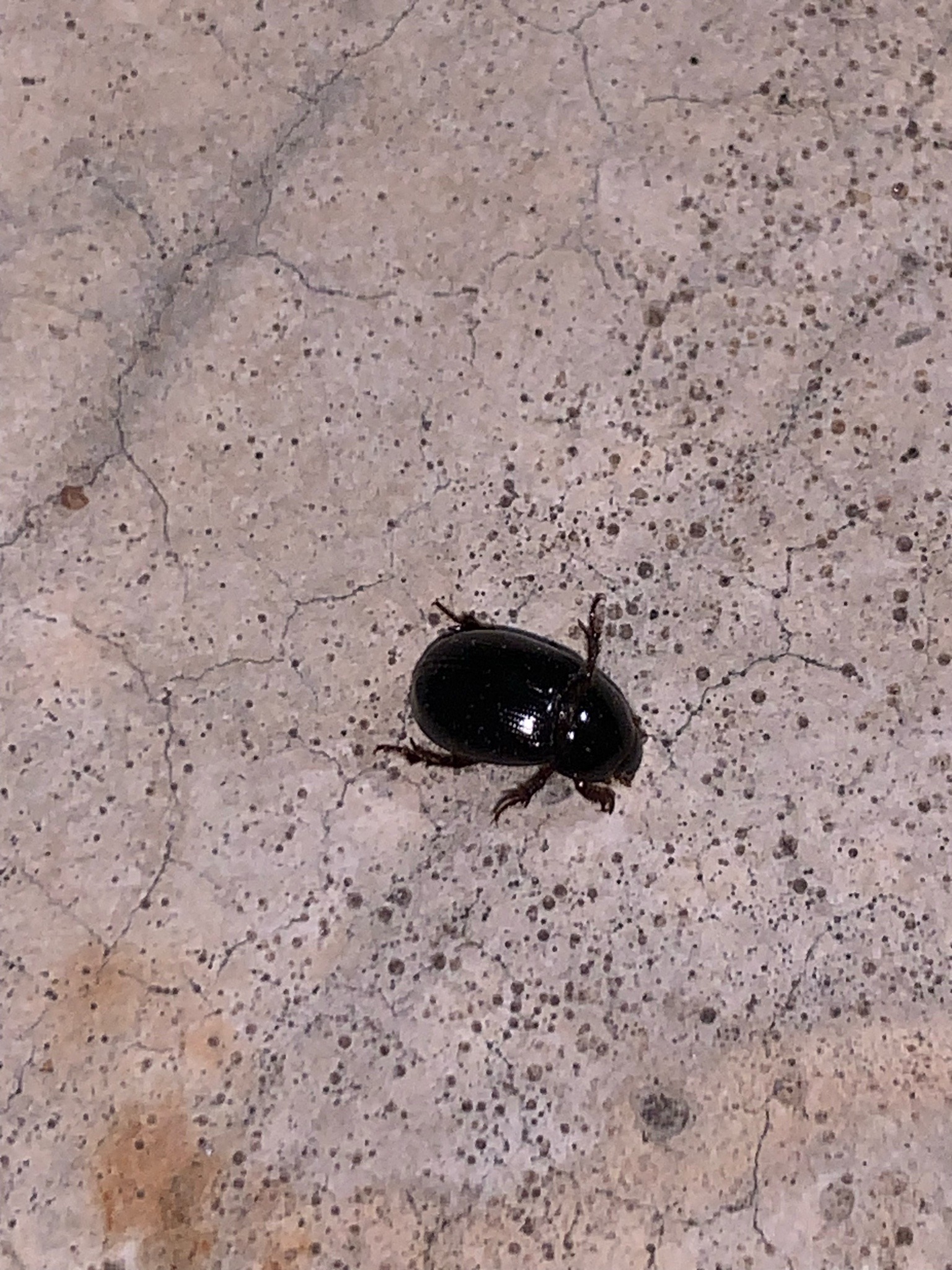 Black Turfgrass Ataenius