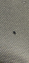 Carpet Beetle (Larva)