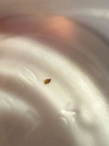 Carpet Beetle (Larva)