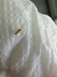 Casemaking Clothes Moth Larva