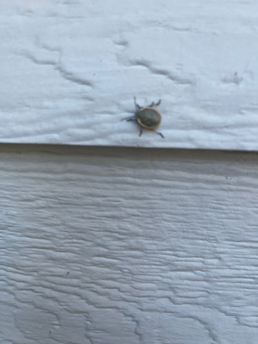 Tick (likely a common species like a dog tick or deer tick)