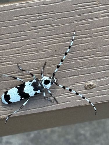 Banded Alder Borer or Black-and-white Cerambycid