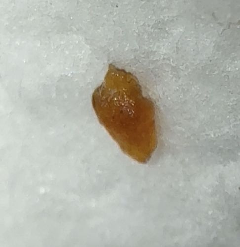 Puss Moth Caterpillar (Late Stage/Cocooning phase)