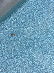 Diving Beetle