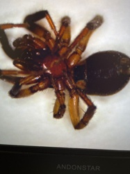 Broad-faced Sac Spider