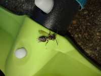 Common Wasp / German Wasp