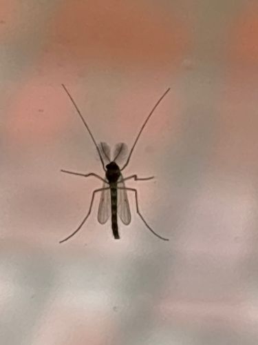 Mosquito