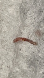 Bloodworm (Non-biting Midge Larva)