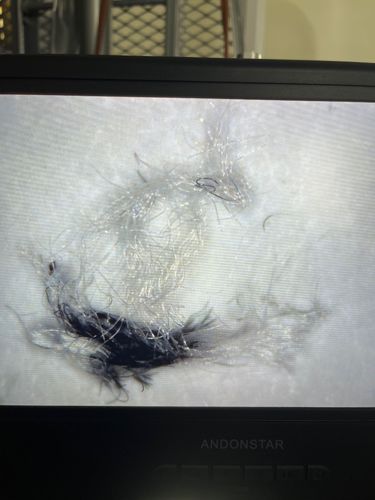 Carpet beetle larvae