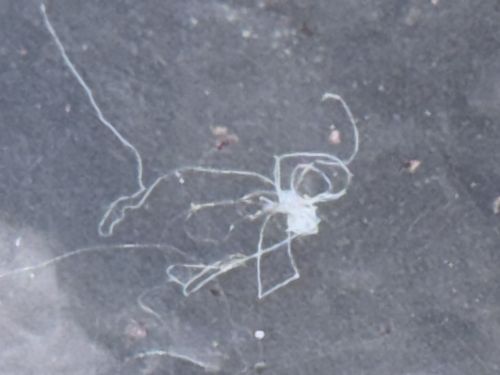 Ghost Pipefish (juvenile)
