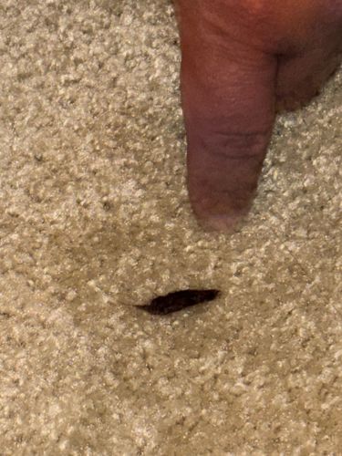 Silverfish