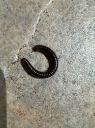Common Millipede