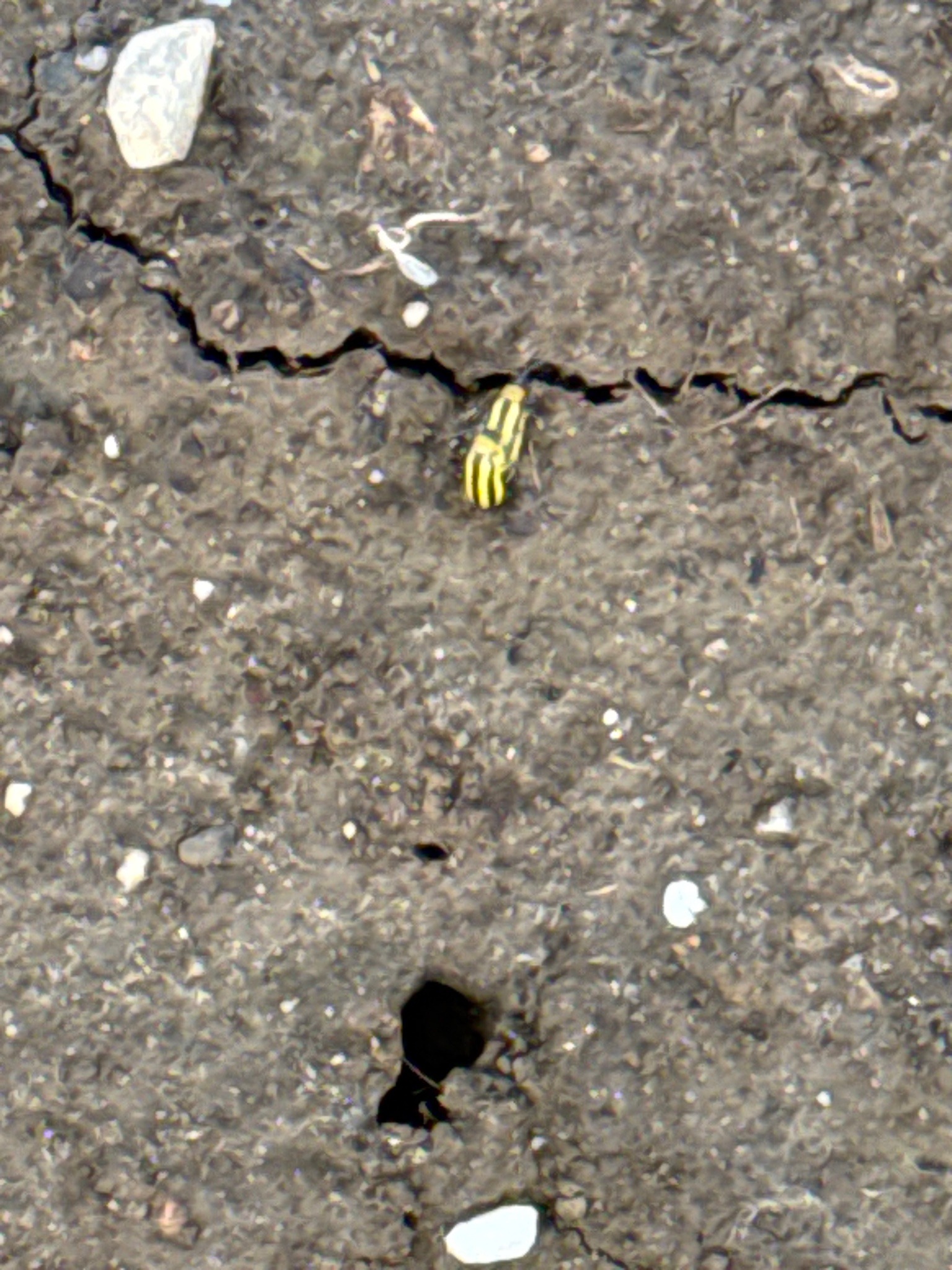 Striped Cucumber Beetle