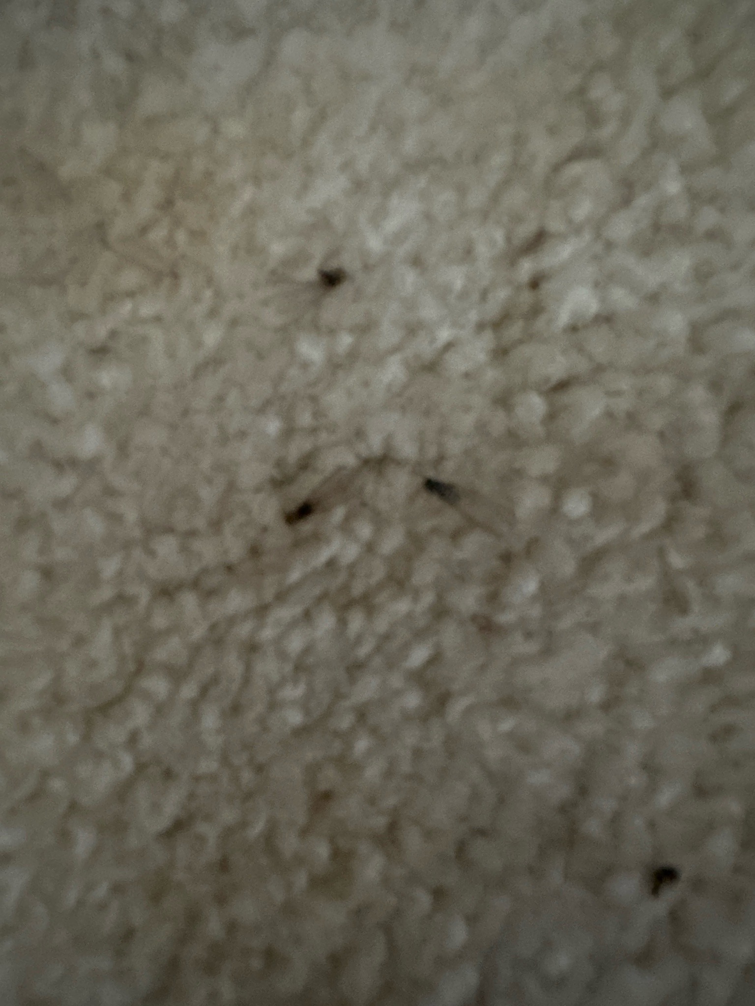 Drain Fly