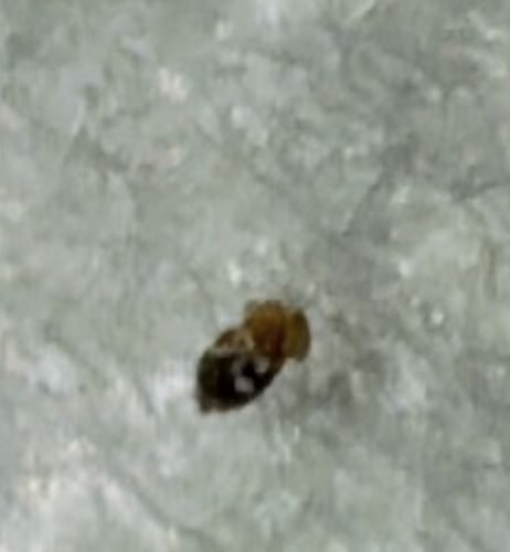 Bed Bug
