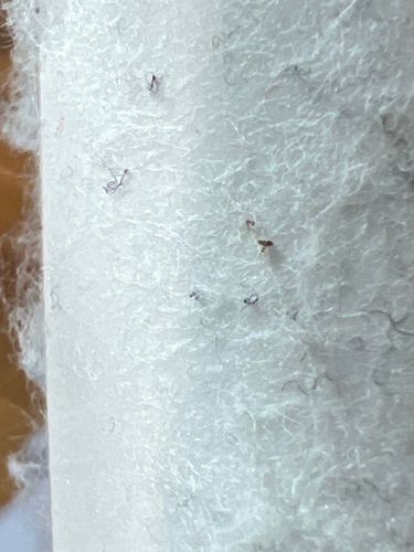 Carpet Beetle Larvae (likely Black Carpet Beetle or Varied Carpet Beetle)