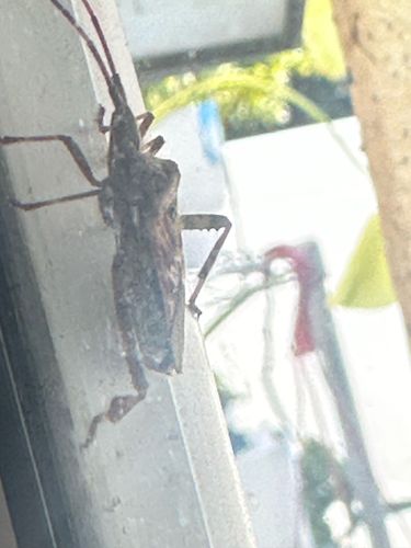 Leaf-footed Bug (likely Western Conifer Seed Bug or Anasa tristis)