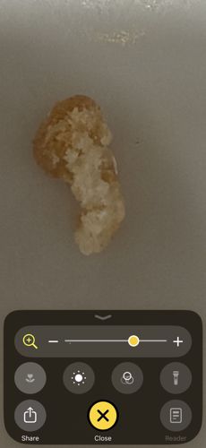 Case-bearing Moth Larva (Plaster Bagworm)