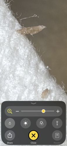 Case-bearing Clothes Moth (Larva)