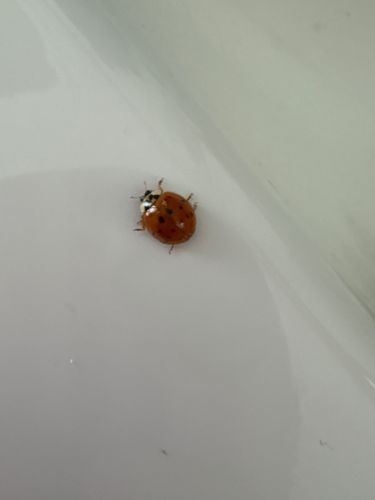 Asian Lady Beetle
