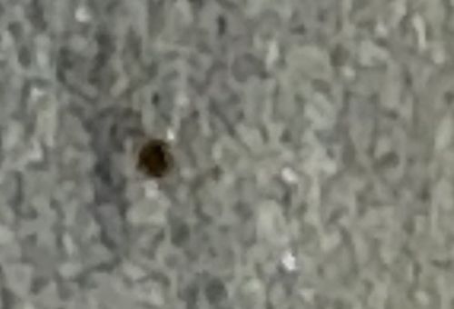 Varied Carpet Beetle (Larva or Beetle)