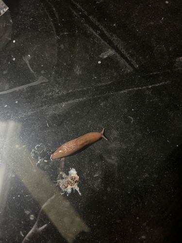 Slug