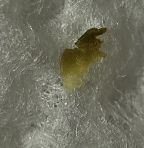 Not a Bug / Earwax or Resin
