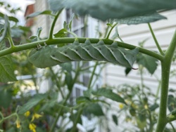 Tomato Hornworm