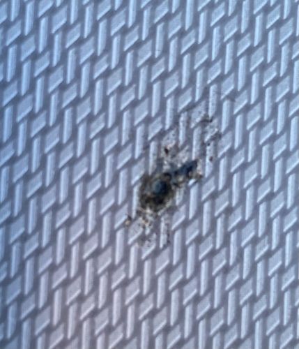 Masked Hunter (Nymph)