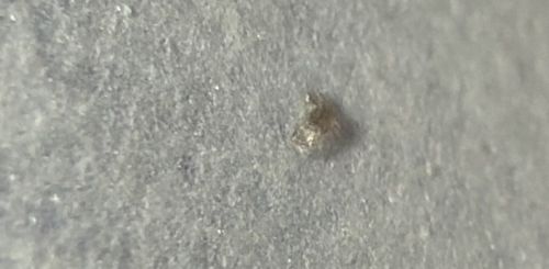 Scabies Mite (also known as the Itch Mite)