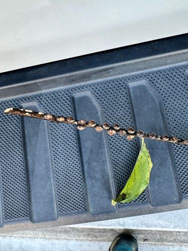 Butterfly (Chrysalis stage) and Soft Scales