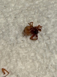 Ground Spider (likely a species of Castianeira or Gnaphosidae family)