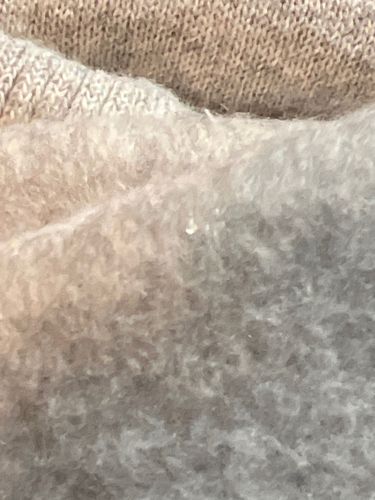 Carpet Beetle Larva (likely dermestid beetle larva)