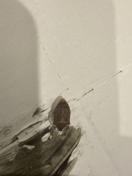 Brown Marmorated Stink Bug