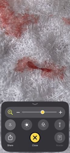 Bed Bug