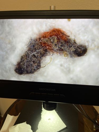 Case-bearing Clothes Moth Larva