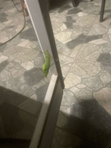 Praying Mantis