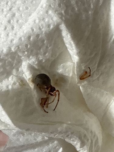 Broad-faced Sac Spider