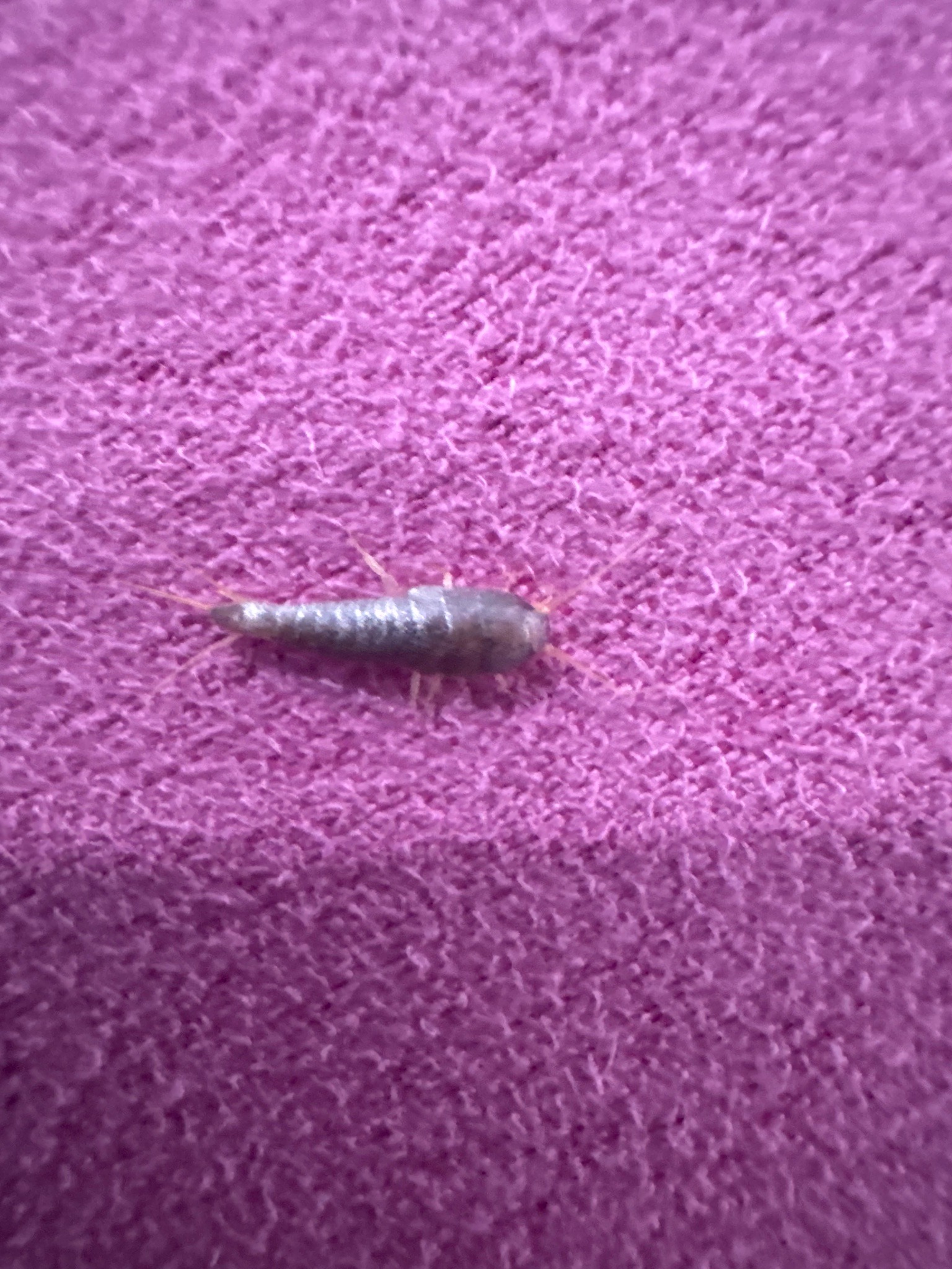 Silverfish