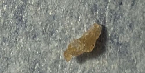 Booklouse (or Psocid)