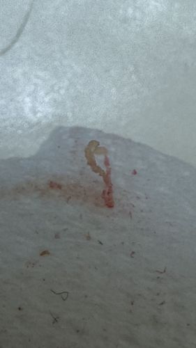 Bloodworm (Chironomid Larva)