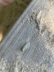 Dragonfly nymph (larva)