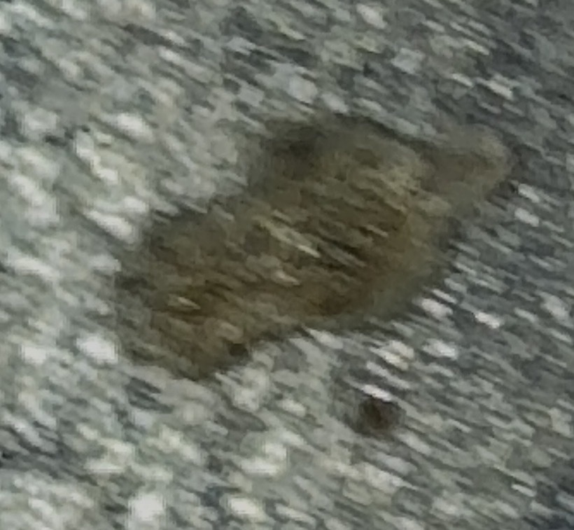 Plaster Bagworm
