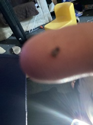 Carpet Beetle (likely Black Carpet Beetle)