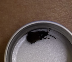 False Powderpost Beetle (likely an Anobiidae or Bostrichidae species)