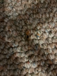 Carpet beetle (larva)