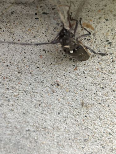 Brown Spruce Longhorn Beetle