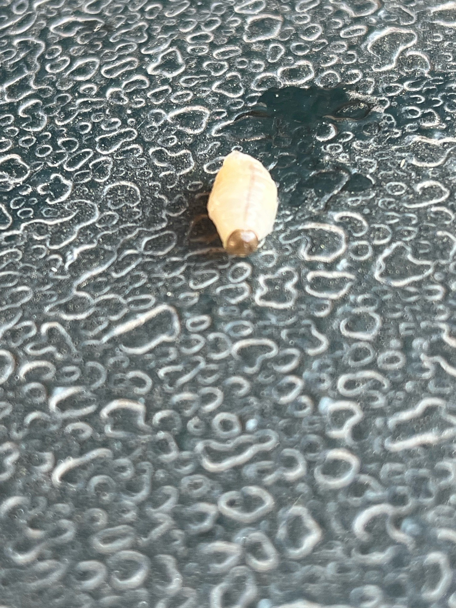 Acorn Weevil Larva
